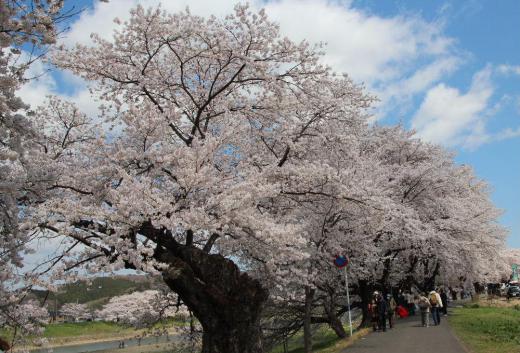 宮城県大河原町と柴田町で満開の一目千本桜をみてきました　好天に恵まれ白石川の両岸に植えられている１２００本の桜が見事に咲き誇りソメイヨシノを堪能してきました　改めてさくらに魅了された一日でした　川面に映える桜や雪を抱いた白い蔵王　車の渋滞も激しく多くの花見客で人波にもまれ散策してきました/
