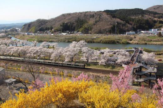柴田町の船岡城址公園も桜や梅、レンギョウなどが咲き誇り多くの人で賑わっていました 展望台からみる東北本線と白石川岸の桜 そして列車と最高の花見となりました/