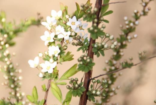 暖かさに誘われて庭の花木や草花が次々と咲き始めました 「ユキヤナギ」が白いちっちゃな花をつけています 満開になると雪が積もったように真っ白になります まだ咲き始めで雪が降ったようにとはいきませんが爽やかな白い花です/