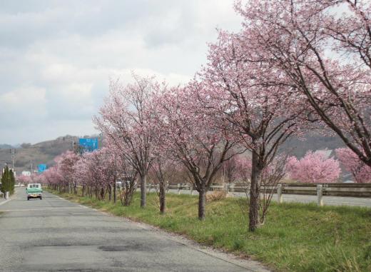 昨日の雪にはびっくりしましたが今日は晴れて暖かくなりそうです　赤湯の隠れた桜の名所（？）は国道１３号線バイパスの側道に植えられている数百本の桜です　ここの桜の特徴は一本一本違う種類の桜が植栽されており様々なピンクの花が咲いてことです　ちょうど今が見ごろで私の散歩コースでもあり春の風を受けて気持ち良く歩いています　あまり歩いている人もなく国道では次々と車が走り抜けていきます/
