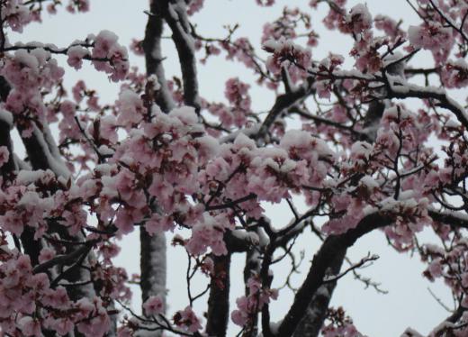 桜が満開したと思ったらなんと今朝は雪が積もっていました せっかく咲いた桜が重そうに雪を載せせています 数年前のこの日も雪が積もり驚いたことを思い出します せっかくの日曜日で花見ができそうだと思っていてがっかりした方もいるのではないかと思いますがお昼ごろには晴れそうですからお花見にお出かけしてはどうですか 満開の桜は今が見頃です/