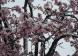 桜が満開したと思ったらなんと今朝は雪が積もっていました..：2023/04/09 09:00