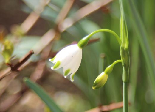 知人からいただいた「スズランスイセン」の花が咲きました 大きさは1cmにも満たない小さな花ですが白い花びらと緑色の斑点のコントラストがとても可愛い花です スズランのように下向きに咲きか風に揺れています 群植するととてもきれいになるそうですが数年先でしょうか/