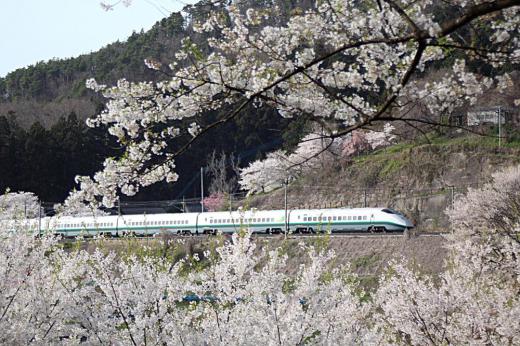 撮れました シルバーカラーの山形新幹線の列車が桜の間を疾走する姿を撮りたく烏帽子山公園に2時間ほど粘ってようやく撮影した1枚です しばらく目にすることのなかった懐かしいシルバーカラーが引退したことを残念に思っていましたので撮影できてうれしくなりました /