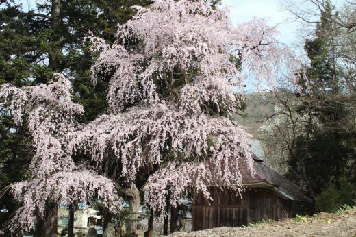 南陽市の東の山すその集落金沢地区の杉林のそばに「しだれ桜」がきれいに咲いていました 神社のそばにひっそりと咲いておりあまり気に留める人もいないのでしょうか 烏帽子山公園のように数百本もさいていると華やかできれいですがポツンと一本だけ咲いている桜もまた風情があります まもなく桜が終わりに近づいています/
