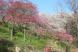 南陽市の隠れた桜の名所2か所目は梅と桜が一緒に咲く小さ..：2023.04.15