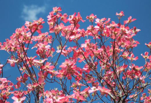 ハナミズキの白やピンクの花が今を盛りと咲いています　我が家の「ハナミズキ」も今が満開でしょうか　銀婚式の年に植栽したので２５年が過ぎました　なかなか大きくはなりませんが今年は数えきれないほどたくさんの花を咲かせています　そちこちの街路樹の「ハナミズキ」も気持ちよさそうに風に吹かれて咲いています/