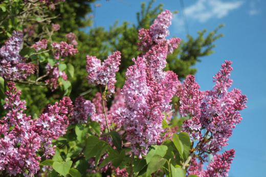 赤紫色の「ライラック」が散歩道のそちこちに咲いています　とても上品な花で白や桃色など様々な色の花があります　この花木は寒冷地でも育つということで札幌の「ライラック祭り」が有名で５月中旬の毎年行われています　フランス語で「リラ(Lilas)」と呼ばれており日本ではどちらも知られている花です　我が家でも近所からいただいた枝を挿し木をして育てて３年目ですがまだ花を咲かせてくれません　どうすれば花をつけてくれるのでしょうか/