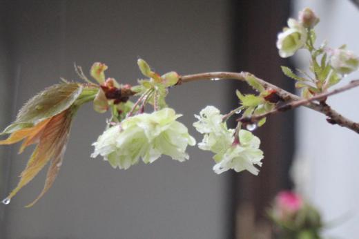 朝から雨が降っています 鉢植えしている黄緑色の花びらの「御衣黄桜」が雨に打たれながらようやく開花しました まだ2,3輪ですがまわりの桜がほとんど終わりに近づいていますのでようやく咲いてくれたと桜を愛でています まだそちこちに桜は咲いていますがまわりの山はすっかり新緑の季節になり初夏を迎えようとしています/