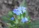 庭に「ワスレナグサ」の青い小さな花が咲き始めました 以..：2023/04/27 09:00
