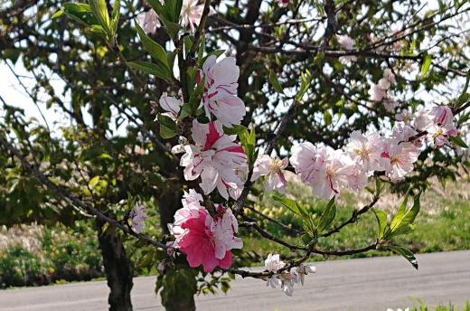 今朝はあいにくの雨降りです 夏日の昨日散歩道で見つけた赤と白のまだらの花が日差しに暑そうに咲いていました モモの花でしょうか 春から夏に向けての花が咲き始めています/