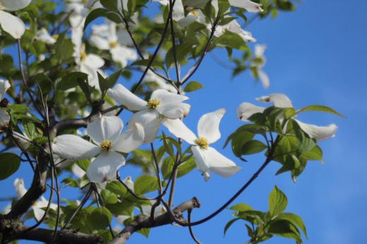 いよいよ今日から5月 1年でもっともさわやかで花々が咲き乱れる季節がやってきました お向かいの家の庭に4枚の白い花びらを持つ「ハナミズキ」が雲一つない真っ青な空のもとで気持ちよさそうに風に揺れています 似たような白い花びらの花には「ヤマボウシ」もありますがハナミズキの花びらの先端に切れ目のような丸いくぼみが付いていて区別がつきそうです これからゴールデンウイークですが毎日日曜日で1年じゅうゴールデンウイーク続きの私にとっては庭の草むしりや水やりなど草花の手入れをする時こそ至福の時です/
