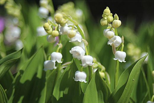 初夏の花スズランが咲き始めました 小さな可憐な花ですが群生するときれいです 繁殖力が旺盛で一株植えたスズランがあっという間に増えてしまいました 狭い庭なので増えないように敷居をつけています 知人から一株もらって30年以上過ぎたでしょうか 宿根の草花は何年たっても季節が巡ってくると芽を出し葉を伸ばし花を咲かせてくれます これが自然の摂理でしょうか/