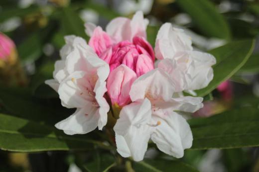 淡いピンクの「シャクナゲ」の花が咲きました 40年以上も前に裏磐梯にキャンプに行ったときに群生していた「シャクナゲ」を思い出します 「シャクナゲ」はかつて高嶺の花と言われていましたが「シャクナゲ」は本来日本では高山にしか自生しない植物で平地では育ちにくいといった特徴があり「入手が難しい花」とされなかなか手には入らない、貴重な存在といったシャクナゲの特徴によって「高嶺の花」と呼ばれていたのだそうです 今ではどこの庭でもさいているポピュラーな花になりました/