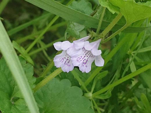 昨日からまた好天が戻ってきました 陽ざしのとどかない日陰に様々な野草が花をつけているのを見つけたので撮った花をアップしています カキオドシ クサノオウ ヒメフウロで間違いないかなあ 雑草や野草も勢いよく伸びて花を咲かせています 道ばたを歩きながらちょっと目を向けてみてはいかがですか/