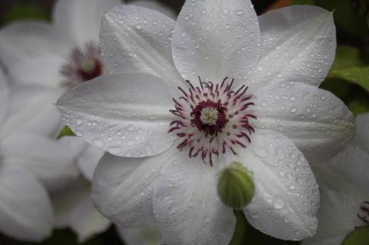 朝から雨が降っています 雨にうたれ白い「クレマチス」が今日は少し寒そうに咲いています 「クレマチス」は「テッセン」とも呼ばれるつる性の植物です 秋になると葉を落とし冬越ししますが細い針金のような茎が壁面を張って今にも折れそうで枯れたのかなと心配iしますが 春になると間違いなく芽を出し花を楽しませてくれます 田んぼにも水が張られいよいよ田植えの季節がやってきます 春から初夏に季節は変わってきました。/