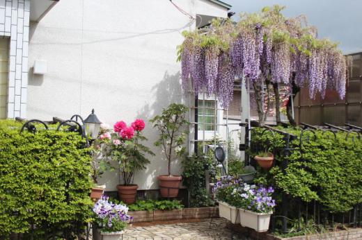 全てが手作りの庭に様々な花が咲き草花を楽しんでいます 花壇の縁取りのレンガ インターロック ドウタンを植えている花壇のフェンス どれもが手作りです 採種や挿し木など草花を育てることも大好きですがそれ以上にDIYでしょうか左官屋や大工さんの真似事が大好きです 咲いている花と共にちっちゃな庭を眺めて楽しんでます/