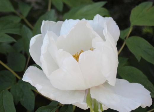 我が家の真っ赤な「ボタン」が一昨日の暑さですっかり花びらを落としてしまいましたが知人宅の白い「ボタン」はまだ花びらを付けて出迎えてくれました 「ボタン」の花言葉は「王者の風格」「高貴」「恥じらい」「人見知り」などと書かれています  一輪挿しでも豪華に見える「ボタン」の様子から 風格や高貴などの言葉がついたのでしょうか/