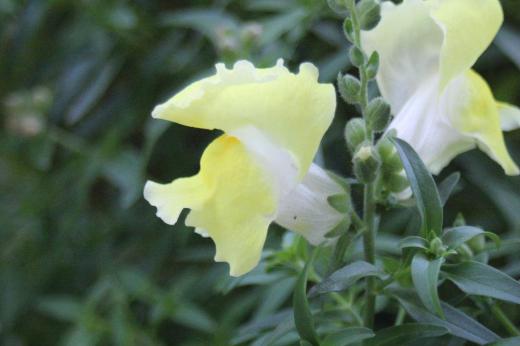 あいにくの雨ふりです 軒下に雨宿りをしている初めて植えてみた「キンギョソウ」が咲いています 花の姿がひれを広げて泳いでいる金魚に見立ててキンギョソウの名前がついたのだそうです  淡い黄色や白 ピンクと春から初夏にかけて花壇を彩る花です今年は種をとって来年育ててみよう とても育てやすい花で繁殖力も旺盛だとか/