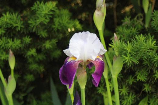 近所の川べりに白と紫色の花が咲いていました 「ドイツアヤメ」かなと調べていると「ジャーマンアイリス」がヒットしました 「ジャーマンアイリス」は「ドイツアヤメ」を改良したのだそうです 茎や葉をみるとアヤメではなさそうです 毎年そのそばを通る度にアヤメかな?と思っていました いよいよ梅雨の時期を象徴するアヤメやカキツバタの季節がやってきました どの花もそうですが種類も多くなんの花かわからないのですがでも花はきれいです それでも見てるだけで幸せになります/