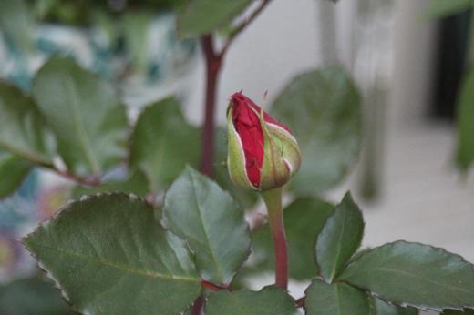朝起きると庭の草花や花木を見ている時はいろんなことを忘れる至福のひと時です 特にさわやかな晴れの日は特に気持ちもさわやかなになります 私の好きなバラがもう少しで咲きそうです 虫や病気との闘いです 花期も短いのですが10株ほどのバラがそれぞれたくさんのつぼみを付けています この暑さで一斉に開花するのでしょうか 開花したらアップします/