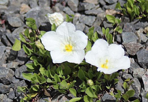 例年になく早い暑さ続きで草花もかわいそうですが今日は曇り空で雨もパラついてきました 暑さに弱い「サカズキバナ」が咲きました 盃のような形していて白いかわいい花です 「ギンバイソウ(銀盃草)」とも呼ばれ昨年は7月になってからこのブログでアップしたような気がします  暑さに弱いのでうまく育たないのかなあ 背丈の低い白い花が一面に咲くのもいいのですが/