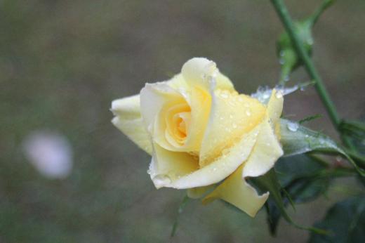 待ちに待ったバラが雨に打たれながらようやく開花しました ちっちゃな庭に10株ほどと鉢植えのバラがありますが黄色のバラがさきました アブラムシが付きカイガラムシが茎について枯らしてしまいなかなか手入れが難しい花木です いつも我が家の庭のバラは死にそうですが今年はなぜか花芽を多くつけてくれています 次々に咲くのが楽しみです /