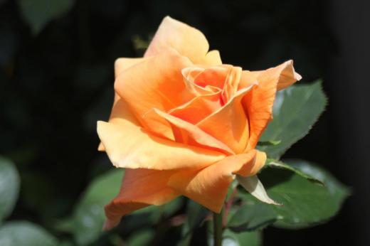 2つ目のバラが咲きました　オレンジ色の大輪ですが咲いている時間が短くて　1，2日で色も薄れすぐ散ってしまいます　/