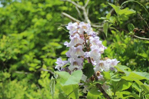 「桐」の花でしょうか 山道を車で走っていたら薄紫色の花をつけた樹木を見つけ車を停めて写真を撮りました やや大きめのラッパのような形の花をつけ葉は見慣れた「桐」の葉でした このブログで発信するようになってからよその家の庭や道ばた 山や荒れ地に咲いている花が気になり思わず写真を撮るようになりました 子どもの頃に魚屋さんで霧の大きなに魚を包んでいたのを思い出します/