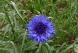 昨日の散歩中に道路沿いの畑で鮮やかな青紫色の花をみつけ..：2023/05/23 09:00