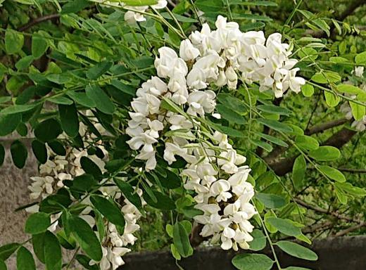 川べりに白いフジの花に似た花が咲いていました 「ニセアカシア」でしょうか「ハリエンジュ」とも呼ばれ枝に棘があり扱いにくい花木です 初夏に咲く蜂蜜の蜜源となる花だそうでこんな川べりになぜ咲いているのか不思議です  調べてみると どのような荒地でもよく育ち 野生化し河川敷などで群落となり 在来の植生に影響を与えるとして外来生物法における要注意外来植物に指定されており在来植生保護のために伐採されることが多いのだそうです 生き残りの木ということになるのでしょうか/