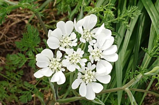 「オルレア」の白い花が気持ちよさそうに道ばたの畑で風に揺らいでいます　本には「オルヤラ」との名前で紹介されています　まるでレースのような花姿が印象的なオルレア花でとても人気のある花だそうですが知りませんでした　色鮮やかな花の中に白いアクセントがあるといいですね　「オルレア」は種からでも育てらるので初心者の方にもおすすめの植物だそうです　繁殖力も旺盛で寒さにこの辺では育てやすいのではと説明されています/