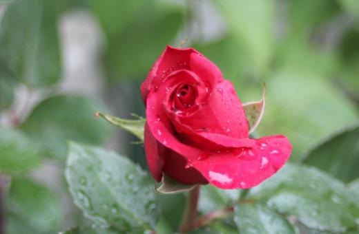 寒い雨降りですが我が家の3つ目のバラが咲いています もう少し天気が良ければ鮮やかな朱色のバラになるのですがまだ咲き始めで色もいまいちです しっかりと咲き始めたら写真を入れ替えます/