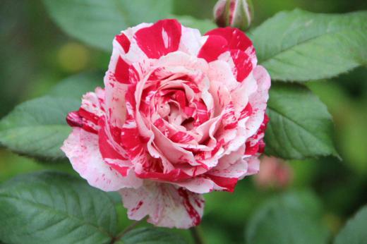 我が家の5つ目のバラは赤と白の絞り模様の変わった花で「センチメンタル」と名前のついた中輪の四季咲きのバラです あまり強くはありませんが甘い香りがします 強くて育てやすいと説明書きにありましたが土があまりよくないせいか8輪しか咲いていません/