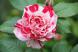 我が家の５つ目のバラは赤と白の絞り模様の変わった花で「..：2023.05.27