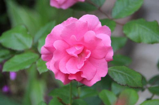 6つ目と7つ目のバラです どちらも花の名前がわかりません ピンクの花びらをもっているバラは四季咲きですがあっという間にピンクの色が褪せてしまいます ツルバラの一つです10年以上も前に植えたバラですがまだ楽しませてもらっています オレンジ色のバラはとても勢いよく育ち思い切り剪定してもまた翌年花をつけてくれるバラです/