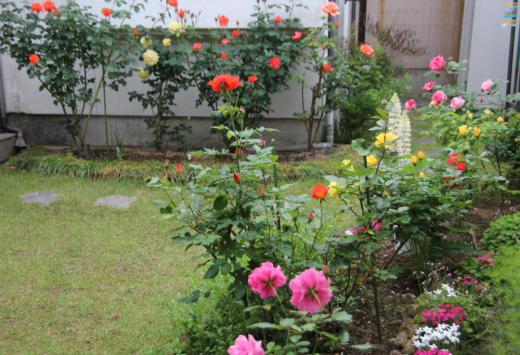 暖かい天候にあっという間に我が家の小さな庭に植えているバラ達が満開です 赤 橙 貴 ピンクなど次々に咲いてくれ今が見頃ですがすぐ散ってしまいます 咲いている花に優しさとほのかな香りなど感じることができました 花を愛でている時は暑い日差しを受けた禿げ頭や腰の痛みを忘れさせてくれるひと時です/