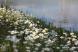 散歩コースの道路の路肩や川べりに一面に白い花が咲いてい..：2023.06.01
