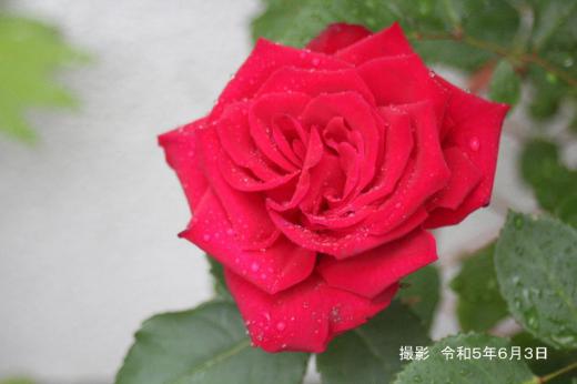雨に濡れたバラに水滴がダイヤモンドのように輝いています 残念ながら陽の光りをあびることができず輝きはいまいちですが先日バラに降り注いでいた太陽の光にバラにのっかっていた小さな水滴がキラキラと輝き まさにダイヤモンドのようにみえました 花の美しさと自然の織り成す風景が花を一層きれいに見せてくれます/