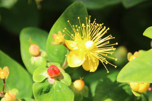 知人から一株いただいた「セイヨウオトギリ(?)」が鮮やかな黄色の花を咲かせています 中心から放射状に伸ばしたたくさんの金糸状の糸のようなものが鮮やかです 初夏を伝えるように咲いています ネットで調べてみると薬草として様々に使われています ケガをしたときなど「オトギリソウ」を煎じたものをペタペタとつけられましたがこの植物だったのでしょうか/