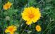 散歩中の吉野川の土手に鮮やかな黄色の花をみつけました ..：2023/06/06 09:00