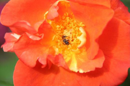 オレンジ色の「プリンセスミチコ」という名前のバラにアリが日向ぼっこをしているようにとまっています　ありも蜜を吸うのでしょうか　それともたまたま迷い込んでのでしょうか　陽ざしは強いのですが風もあり湿度も低いのかカラッとしたさわやかな天候です/