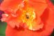 オレンジ色の「プリンセスミチコ」という名前のバラにアリ..：2023.06.05