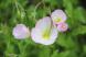 「ヒルザキツキミソウ」が淡いピンクの縁どりをした花を咲..：2023.06.07