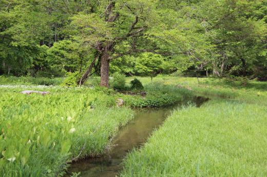 ♪ 夏がくれば思い出す ♪ 一度は行ってみたいとおもっていましたので 先日桧枝岐村から尾瀬にでかけました 残念ながらアクシデントで登山道途中で引き返し尾瀬沼までまで行くことができませんでした 桧枝岐村の「ミニ尾瀬公園」で尾瀬を感じ取ってきました この公園には「尾瀬」でなければ見れない草花がたくさんありました その一部を紹介します/