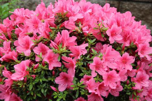 「つつじ」と「さつき」の違いがわかりますか ようやく咲き始めたこの花はどちらでしょうか 二つにはいくつかの違いがあるのだそうです 花の大きさは「ツツジ」が若干大きく おしべの数が「サツキ」が5本に対して「ツツジ」は5本以上あります 写真の花には6本ありました 花の咲き方や葉の大きさも違います これらを勘案するとこの花は「ツツジ」でしょうか/