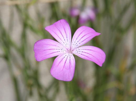 昨日 知人の玄関先に薄紫色の可憐な花が咲いており「ムギナデシコ」と教えてもらいました 枝先に5枚の花弁が咲き中心部が白く花の中心から外側に向かって細い線が印象的です 調べてみると初夏を知らせる花であるといわれているそうで 風にそよぐ姿が涼し気だろうと想像します /