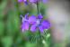 ヒョロと伸びた茎の先に鮮やかな紫色の「チドリソウ」咲き..：2023/06/16 09:00