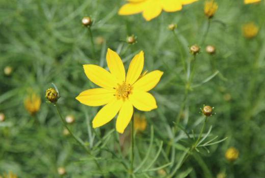 コスモスのような黄色の花がさいています 梅雨の時期になりこれから暑くなる初夏にもうコスモスのような花を咲かせているのは「イトバハルシャギク」で 糸状の繊細な葉にコスモスに似たかたちのレモンイエローの花をたくさん咲かせます 見た目は繊細なイメージですがとても丈夫で日当たりのあまりよくない場所で咲き乾燥にも強い植物で 宿根草で花が終わると刈り込みますが来年またきれいに花を咲かせてくれる手のかからない花です/