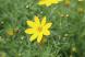 コスモスのような黄色の花がさいています 梅雨の時期にな..：2023/06/17 09:00